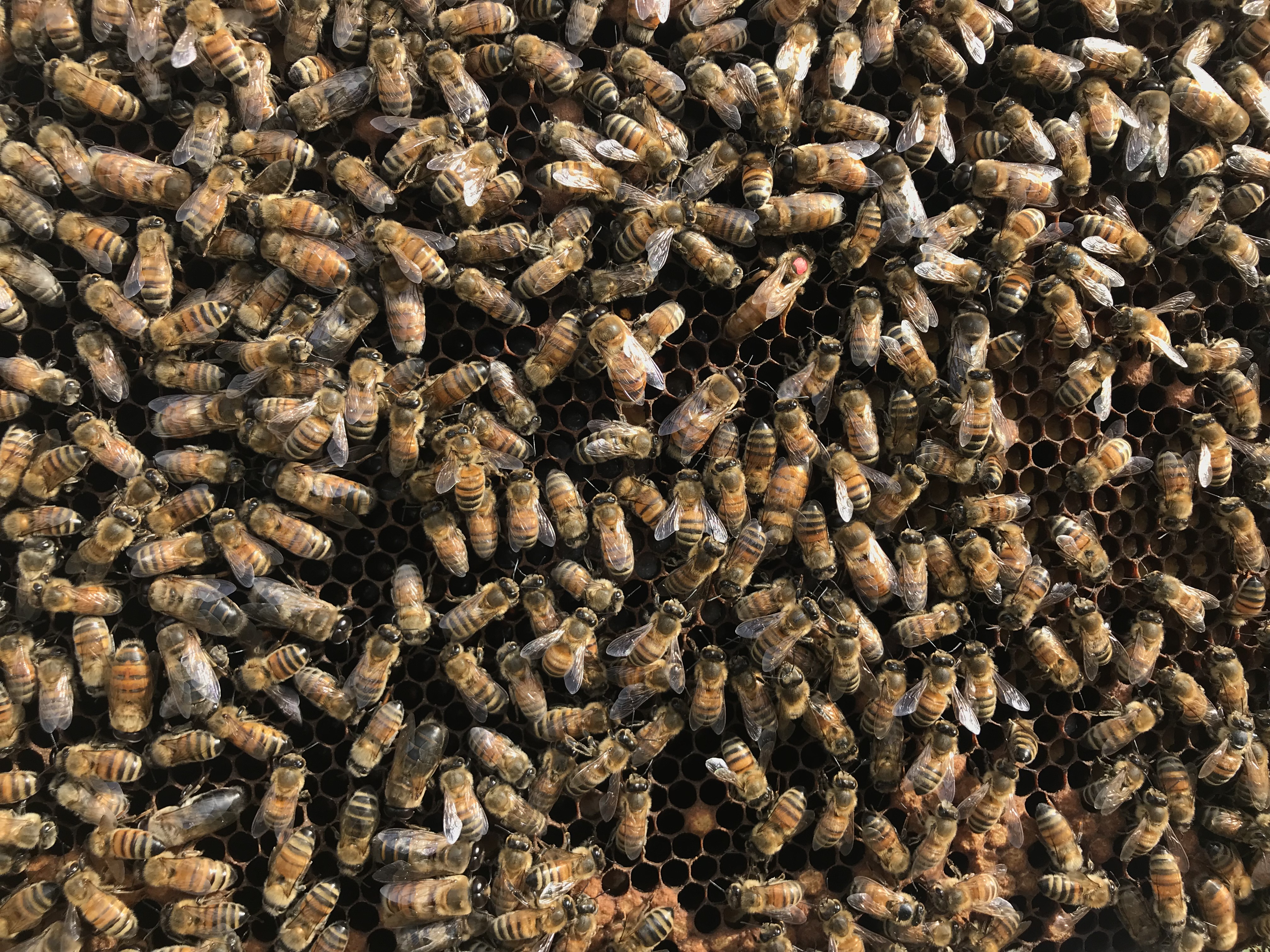 Les ruches des Evaux